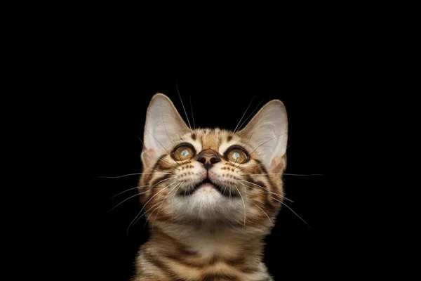 Closeup Portrait of Bengal Kitty Isolated Black Background — Stock Photo, Image