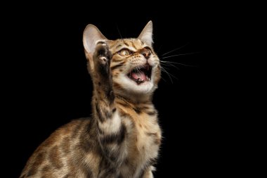 Closeup oynak Bengal Kitty izole siyah arka plan üzerine