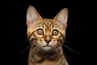 Bengal kedi closeup portre siyah arka plan izole