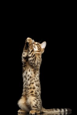 Bengal Kitty komik duran üzerinde arka izole siyah arka plan bacaklar