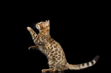 Bengal Kitty komik duran üzerinde arka izole siyah arka plan bacaklar