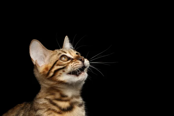 Nahaufnahme Porträt von Bengal Kitty isoliert schwarzen Hintergrund — Stockfoto