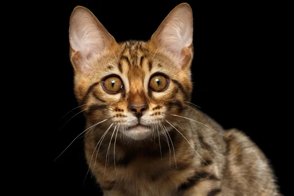 벵골 고양이의 클로 우즈 업 초상화 절연 검정색 배경 — 스톡 사진