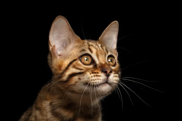 Closeup Portrait of Bengal Kitty Isolated Black Background — Stock Photo, Image