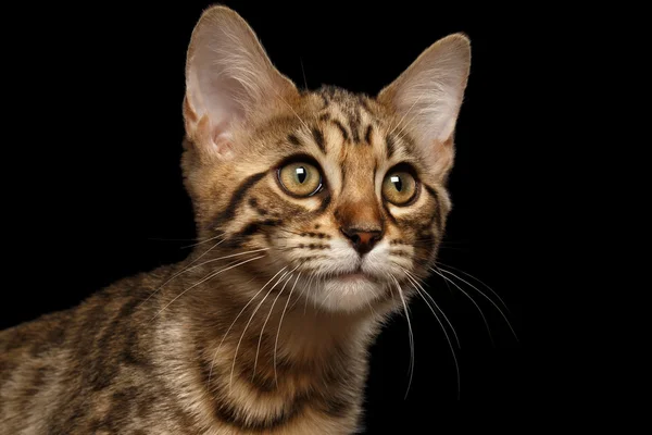 Nahaufnahme Porträt von Bengal Kitty isoliert schwarzen Hintergrund — Stockfoto