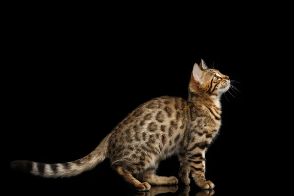 Bengal Kitty sitzt und neugierig nach oben schaut isoliert schwarzen Hintergrund — Stockfoto