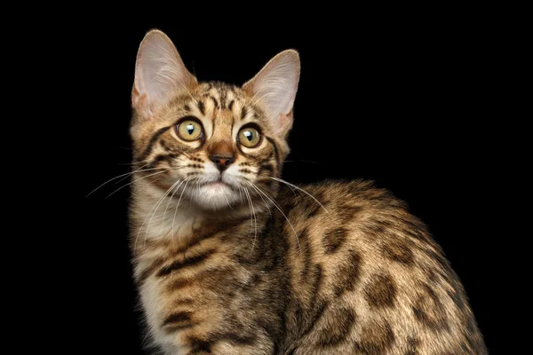 Closeup Bengal Kitty on Isolated Black Background — Stock Photo, Image