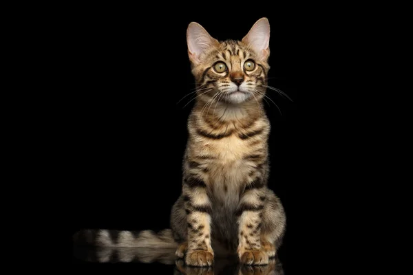 Gatito de Bengala sentado y curioso mirando hacia arriba Fondo negro aislado —  Fotos de Stock