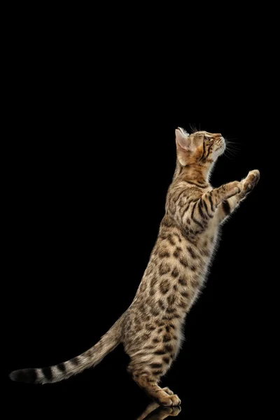 Bengal Kitty lustig stehend auf Hinterbeinen isoliert schwarzen Hintergrund — Stockfoto