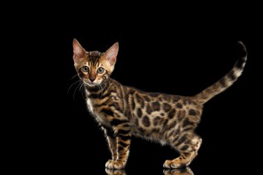 Sevimli küçük Bengal Kitty ayakta izole siyah arka plan
