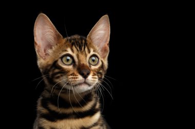 Genç Bengal Kitty izole siyah arka plan üzerine closeup portresi