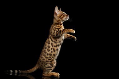 Küçük Bengal Kitty ayakta arka ayakları, izole siyah arka plan üzerinde