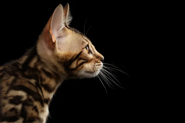 Nahaufnahme Profil der jungen Bengal Kitty auf isoliertem schwarzem Hintergrund — Stockfoto