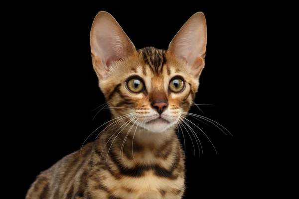 Retrato de cerca del gatito joven de Bengala sobre fondo negro aislado — Foto de Stock