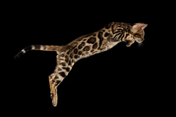 Jumping Bengal Kitty cu blană sălbatică Izolat negru fundal — Fotografie, imagine de stoc