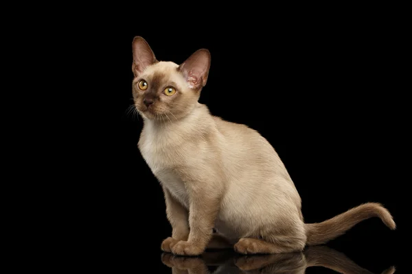 Bonito pouco birma gatinho sentado isolado preto fundo — Fotografia de Stock