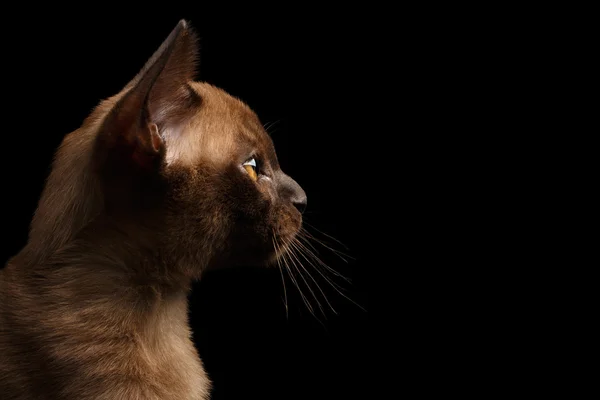 Perfil de close-up da jovem Birmânia Kitty em fundo preto isolado — Fotografia de Stock