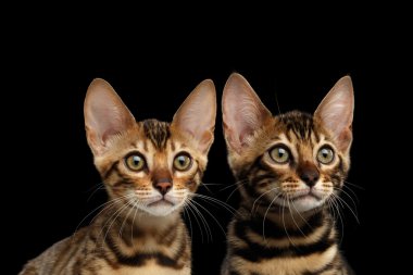 İki genç Bengal yavru kedi, closeup portresi izole siyah arka plan
