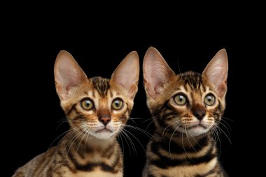Closeup Portrait of Two Young Bengal Kittens, Isolated Black Background clipart