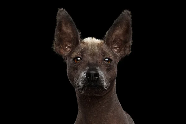 Xoloitzcuintle - raza de perro mexicano sin pelo, retrato de estudio sobre fondo negro —  Fotos de Stock