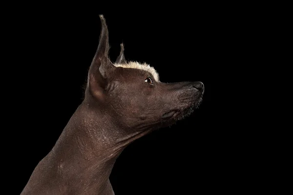 Xoloitzcuintle - raza de perro mexicano sin pelo, retrato de estudio sobre fondo negro — Foto de Stock