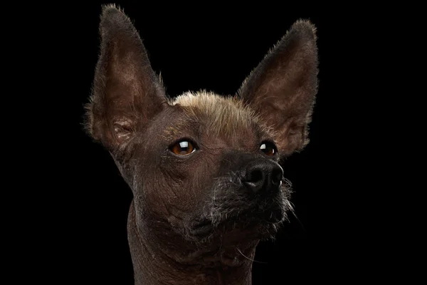 Xoloitzcuintle - raza de perro mexicano sin pelo, retrato de estudio sobre fondo negro —  Fotos de Stock