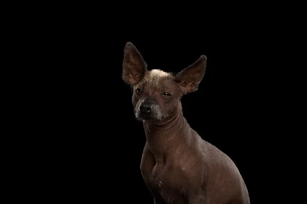 Xoloitzcuintle - raza de perro mexicano sin pelo, retrato de estudio sobre fondo negro — Foto de Stock