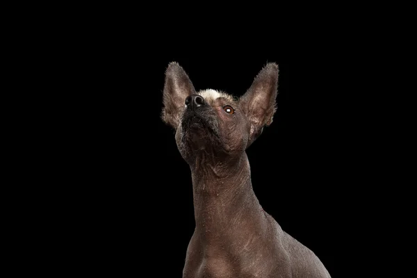 Xoloitzcuintle - hairless mexican dog breed, Studio portrait on Black background — Stock Photo, Image