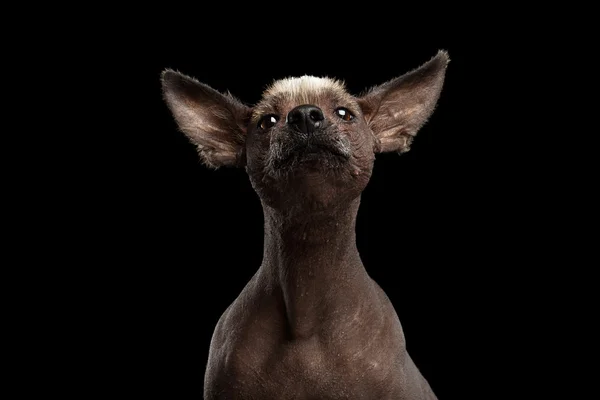 Xoloitzcuintle - raza de perro mexicano sin pelo, retrato de estudio sobre fondo negro — Foto de Stock