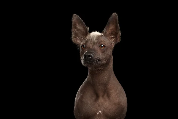 Xoloitzcuintle - порода мексиканских собак без волос, студийный портрет на черном фоне — стоковое фото