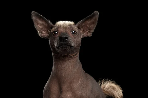 Xoloitzcuintle - raza de perro mexicano sin pelo, retrato de estudio sobre fondo negro —  Fotos de Stock