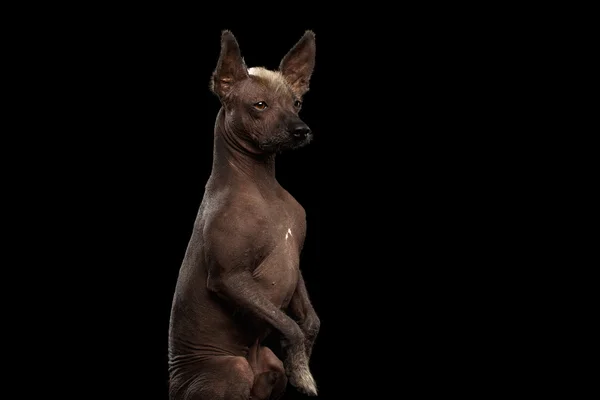 Xoloitzcuintle - raza de perro mexicano sin pelo, retrato de estudio sobre fondo negro —  Fotos de Stock