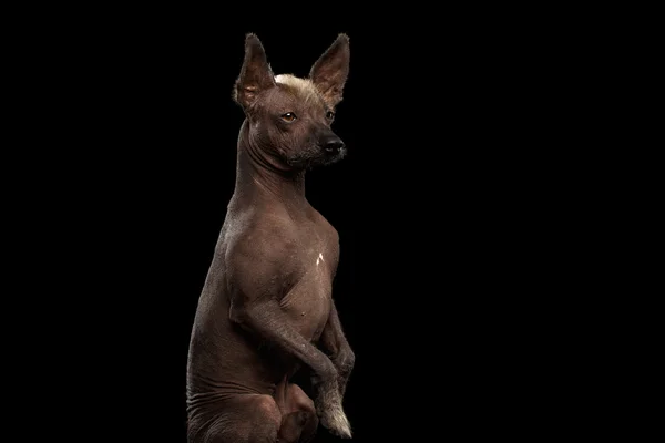 Xoloitzcuintle - raza de perro mexicano sin pelo, retrato de estudio sobre fondo negro — Foto de Stock