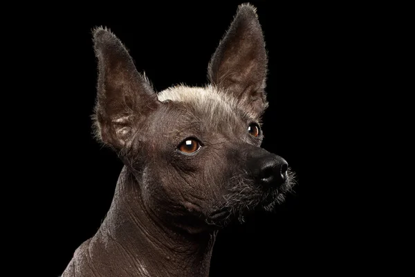 Xoloitzcuintle - raza de perro mexicano sin pelo, retrato de estudio sobre fondo negro —  Fotos de Stock