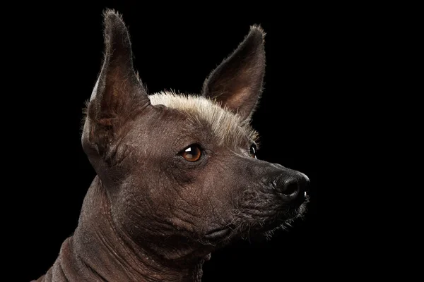 Nagi pies meksykański - rasy nagi pies meksykański, Studio portret na czarnym tle — Zdjęcie stockowe