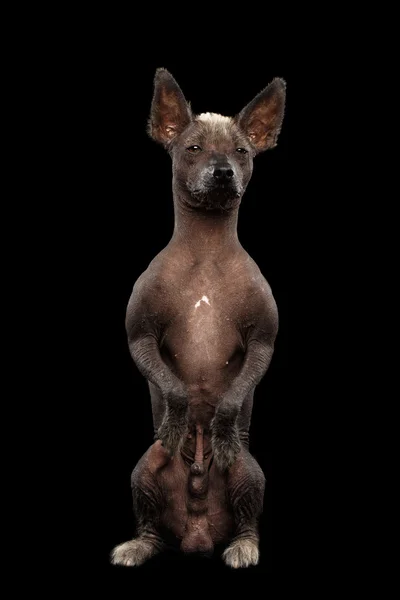 Xoloitzcuintle - raza de perro mexicano sin pelo, retrato de estudio sobre fondo negro — Foto de Stock