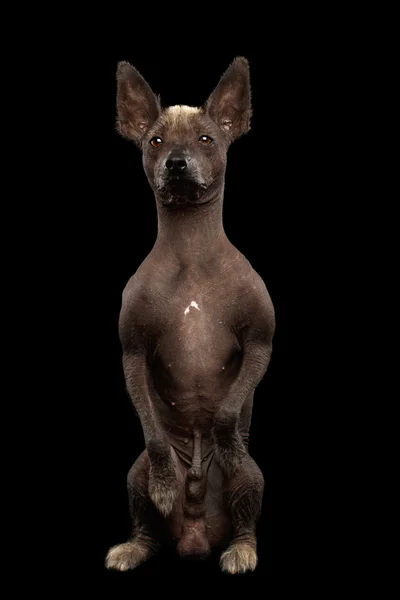Xoloitzcuintle - raza de perro mexicano sin pelo, retrato de estudio sobre fondo negro — Foto de Stock