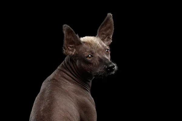 Xoloitzcuintle - raza de perro mexicano sin pelo, retrato de estudio sobre fondo negro —  Fotos de Stock