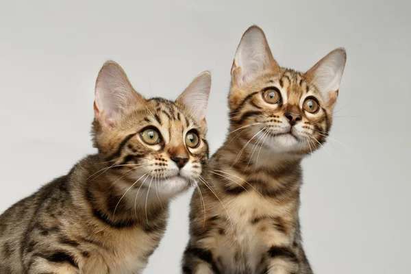 Closeup Portrait of Two Bengal Kitten on White Background — Stock Photo, Image