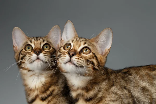 Closeup Portrait of Two Bengal Kitten on Dark Background — Stock Photo, Image