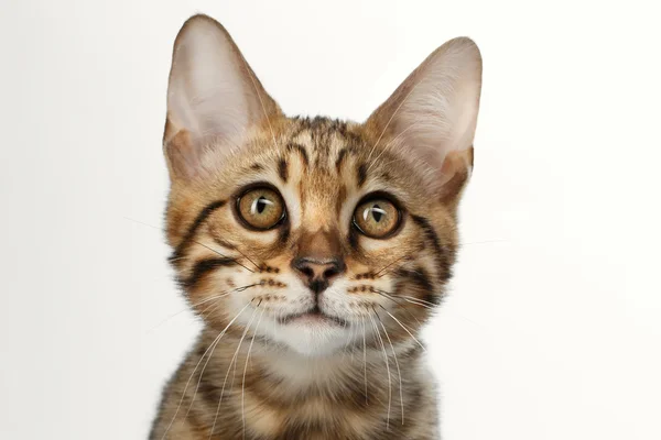 벵골 고양이, 흰색 배경에 시선 보이는의 근접 촬영 초상화 — 스톡 사진
