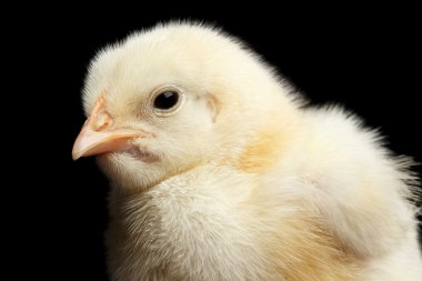 Siyah arka plan üzerine izole portre sarı küçük bebek tavuk