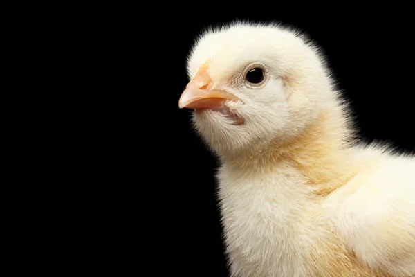 Closeup gele kleine Baby kip geïsoleerd op zwarte achtergrond — Stockfoto