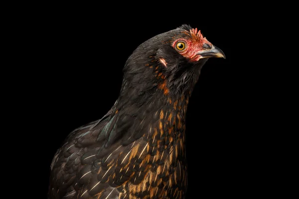 Closeup gember kip geïsoleerd op een zwarte achtergrond in profiel te bekijken — Stockfoto