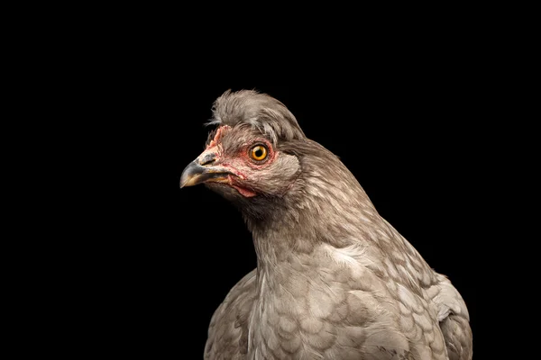 Closeup Gray kip hoofd nieuwsgierige blikken geïsoleerd op zwarte achtergrond — Stockfoto