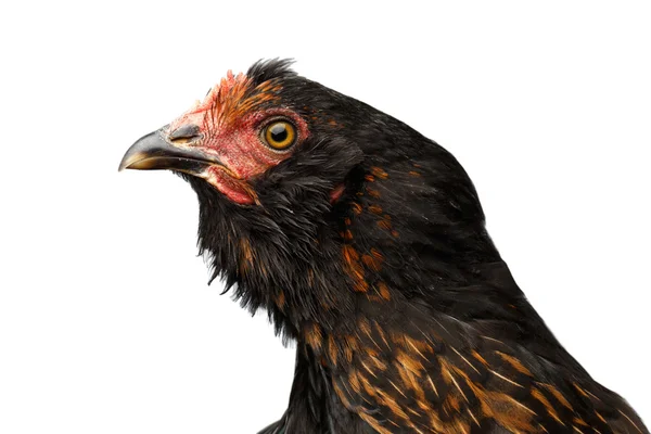 Closeup hoofd van bruin kip nieuwsgierig kijkt geïsoleerde witte achtergrond — Stockfoto