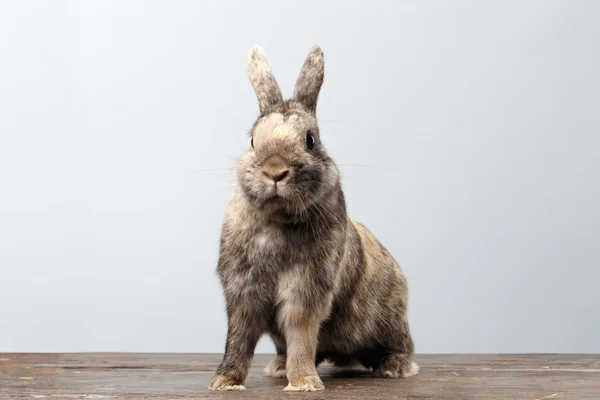 Cute Little rabbit, Brown Fur Sitting on Wood, white Background — Stock Photo, Image