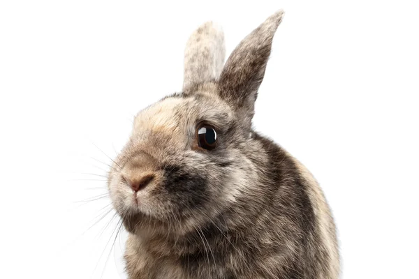 Closeup chlupatý králíček, hnědá srst, izolovaných na bílém pozadí — Stock fotografie