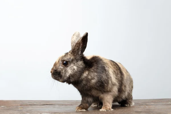 Cute Little rabbit, Brown Fur Sitting on Wood, white Background — Stock Photo, Image