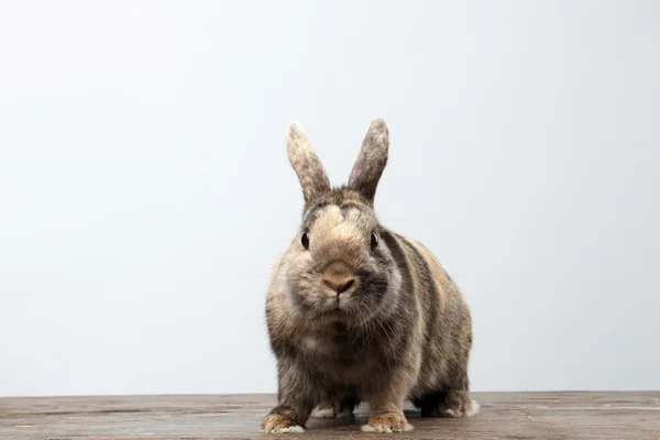 Cute Little rabbit, Brown Fur Sitting on Wood, white Background — Stock Photo, Image